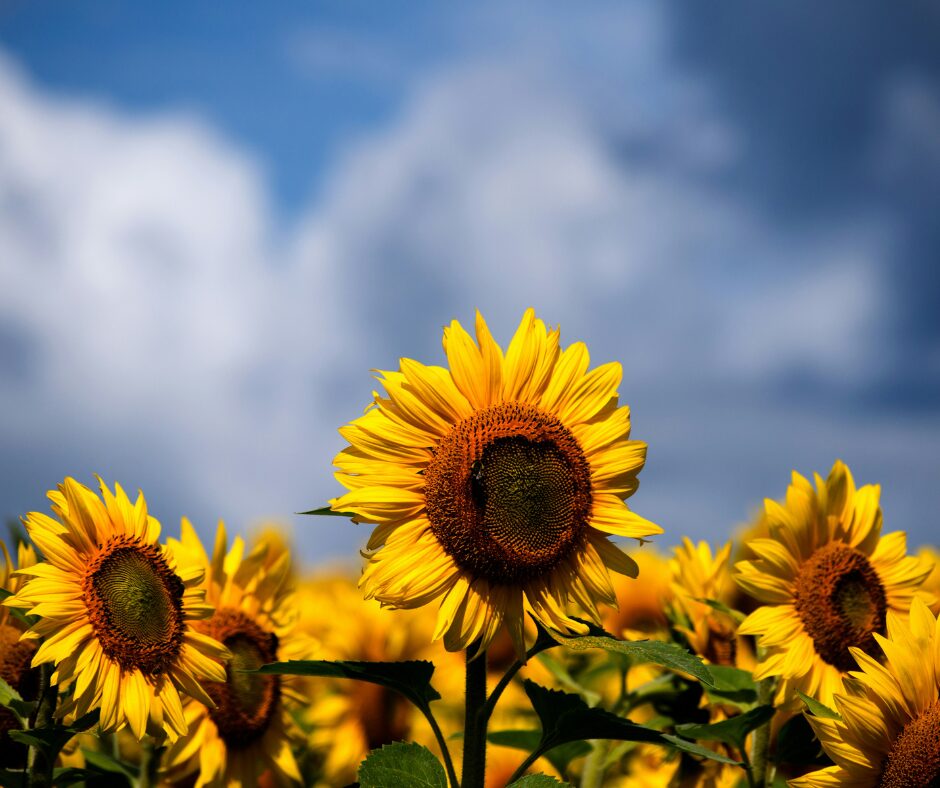 Оглядові ціни на соняшник, олію та шрот Оглядові ціни на соняшник, олію та шрот