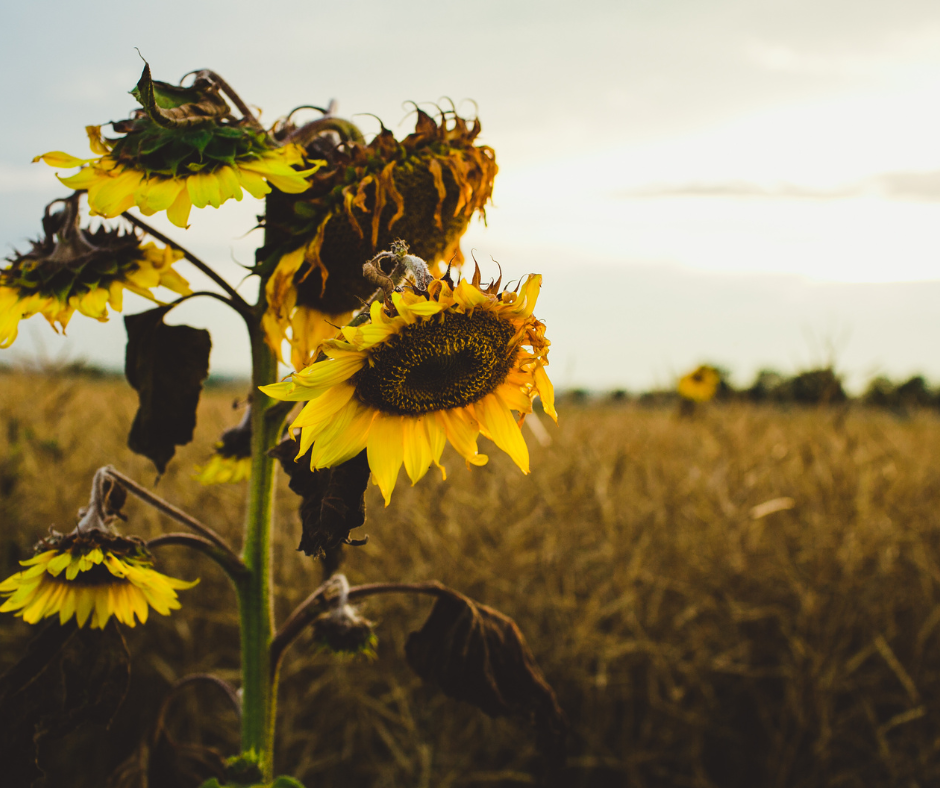 Базис якості приймання насіння соняшника