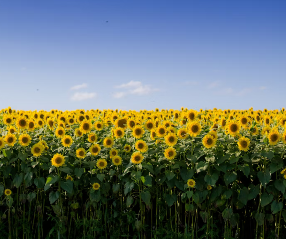 Ціни на соняшник за тиждень підскочили до +5 $/т ціни на соняшник