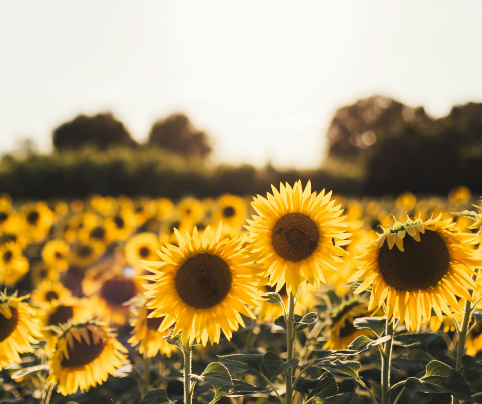🌻 Why Sunflower Prices in Ukraine Have Risen Sharply: The Impact of the EU and Domestic Trends