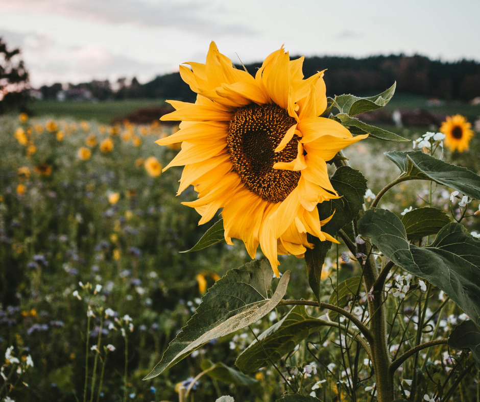 Processors are heating up the market: why sunflower is getting more expensive and what to expect next